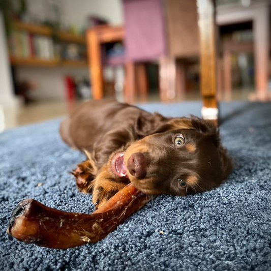 beef pizzle